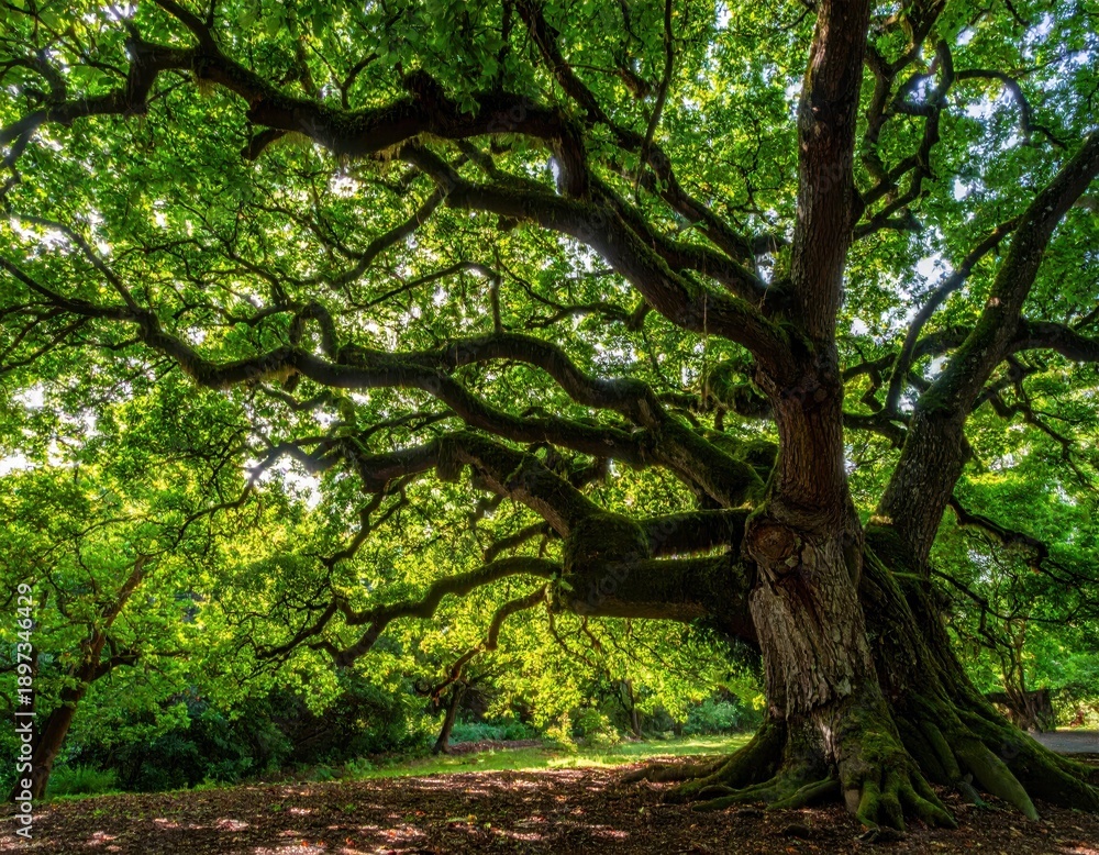 Fototapeta premium Majestic Oak Tree with Vibrant Green Foliage in Natural Setting