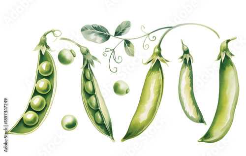 Hand painted watercolor green peas with pods and tendrils.