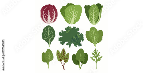 Fresh salad leaves vector collection with lettuce kale spinach and mixed leafy greens