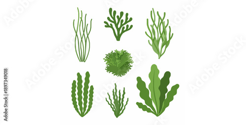 Isolated green algae flat vector elements set for scientific and infographic design