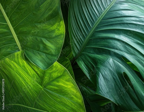 Lush Green Leaves Displaying Rich Textures and Intricate Patterns
