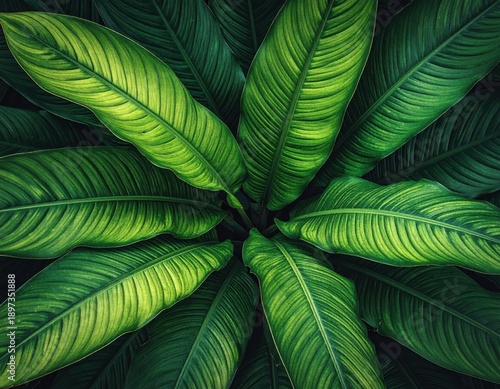 Lush Green Leaves in a Vibrant Tropical Plant Arrangement
