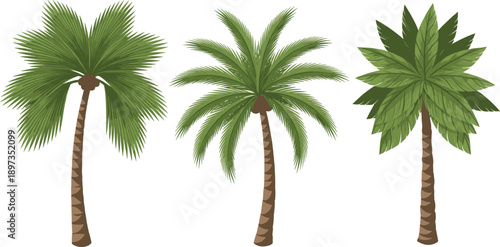 Tropical palm tree set with exotic green fronds and detailed trunks for summer travel beach and nature design vector.