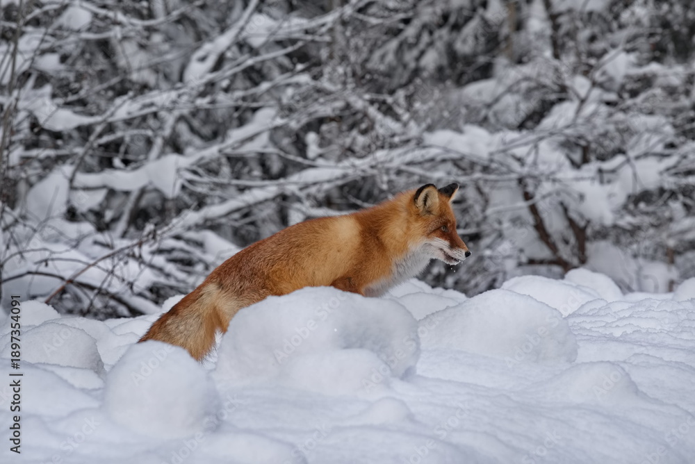 Obraz premium Russia, Gornaya Shoriya. A young red fox hunts in the snowy Siberian taiga.