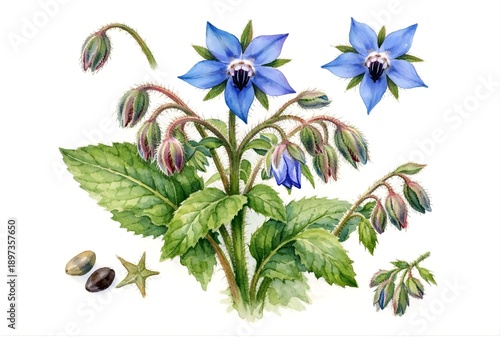 Vintage style watercolor Borage herb flowers and leaves botanical illustration 