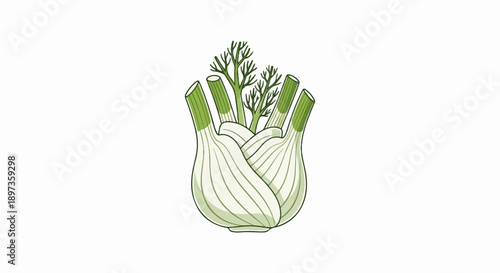 A stylized illustration of a fresh fennel bulb with green stalks and frilly leaves on a white background