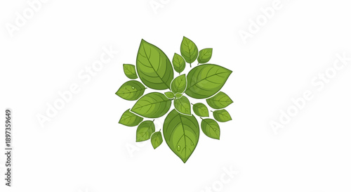 A fresh cluster of green leaves with some water droplets, arranged radially against a clean white background