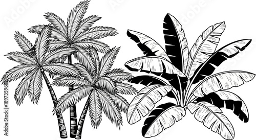 A monochrome illustration of tropical flora featuring detailed palm trees and broad-leafed banana plants