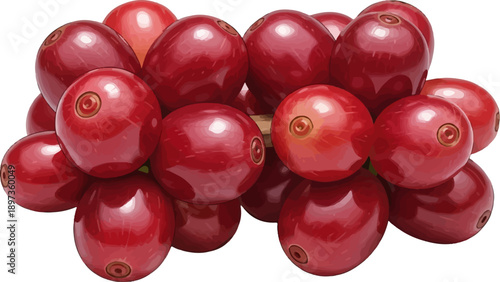 A vibrant cluster of fresh, ripe red coffee berries, ready for harvest, isolated on white