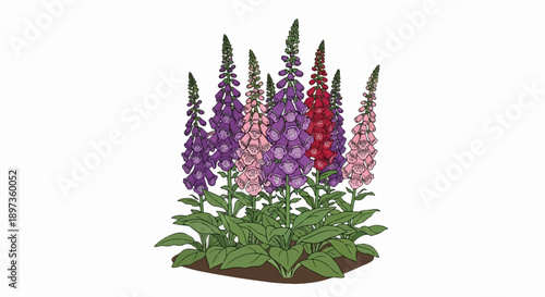 A vibrant cluster of foxglove-like flowers with tall spikes of purple, pink, and red bell-shaped blossoms