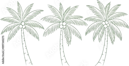 A simple green line art illustration of three tropical palm trees with coconuts on a white background