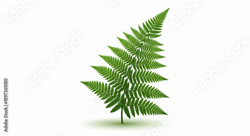 A vibrant green fern leaf illustration with detailed fronds on a clean white background, casting a soft shadow
