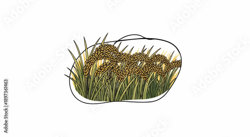 A vibrant illustration depicts golden rice stalks with lush green leaves, enclosed by an organic black border