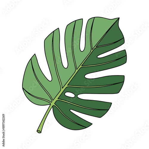 Single green Monstera leaf illustration, tropical plant art isolated on white background