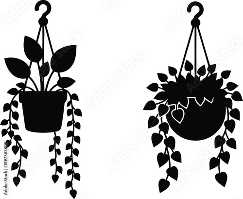 Potted houseplant trio vector illustration featuring Chinese money plant and heart leaf varieties.
