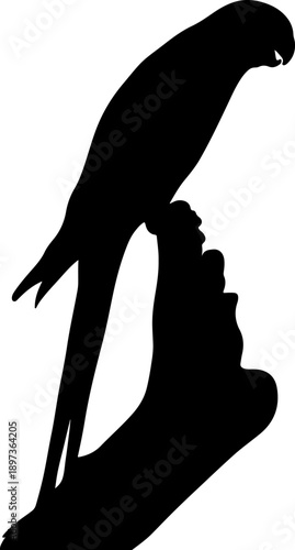 Black Silhouette of Bangladeshi Parrot on Branch