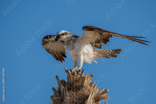Osprey lands on a palm tree.
