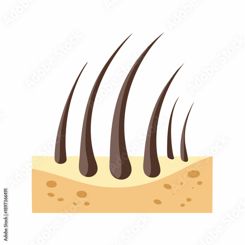 Hair follicle illustration depicting skin layer and hair shafts for medical illustration