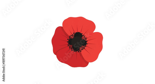 Red poppy flower with black center petals white background