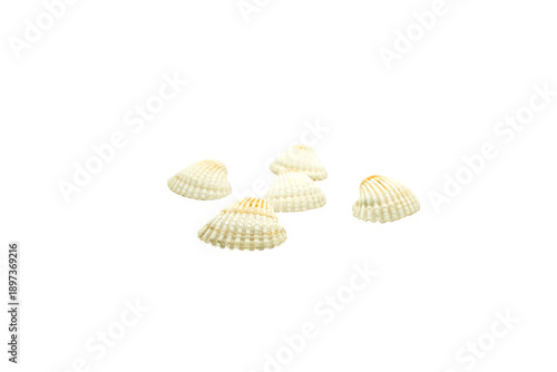 Five White Seashells Arranged on Transparent Background: A Natural Collection Celebrating Beauty from the Underwater World.