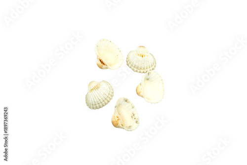 Exploring Natural Beauty: Five White Seashells Arranged in a Circle on a Transparent Background from a Unique Shell Collection.