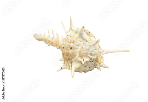 Close-Up of a Spiky Seashell: Showcasing Natural Beauty in a Shell Collection Against a Transparent Background from the Underwater World.