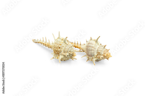 Natural Beauty of Two Spiky Seashells Isolated on Transparent Background: A Unique Shell Collection from the Underwater World.