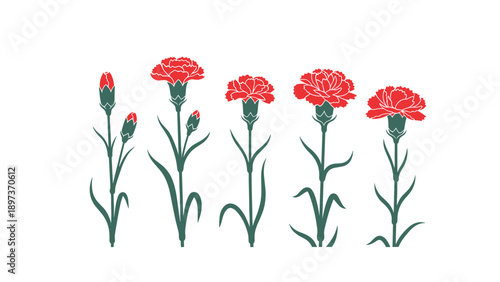 Set of five red carnation flowers showing the growth process from a small bud to a full vibrant blossom.