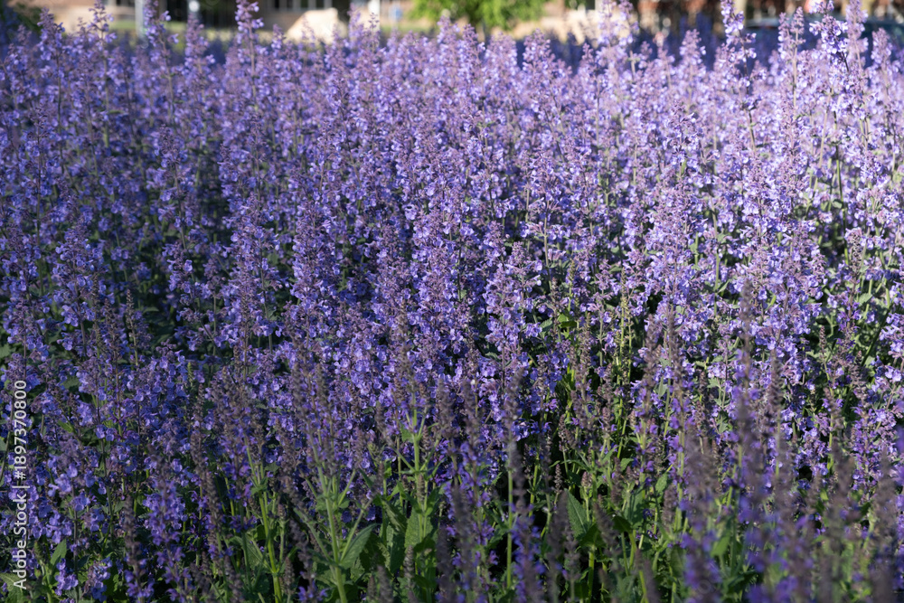 Obraz premium Purple salvia flower bed in bright city park in Spring, dense violet blooms background, closeup view