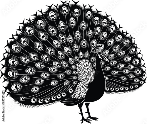 Ornate black and white peacock silhouette with large open tail feathers and detailed plumage for elegant nature decor bird wildlife and traditional art projects.