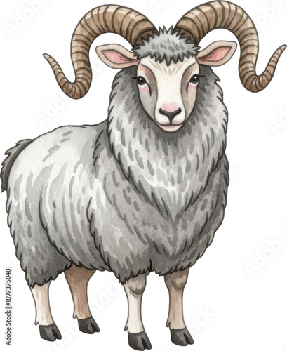 A fluffy sheep with large curved horns facing forward on transparent background