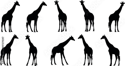 Collection of ten black giraffe silhouettes in various standing and walking poses isolated on white background for safari wildlife design