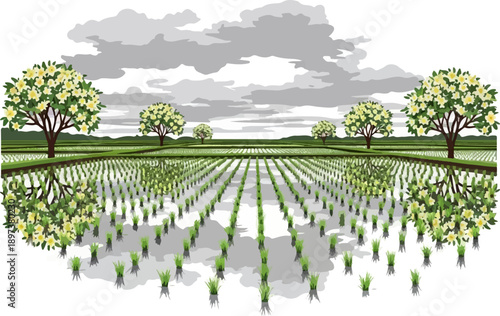 Vibrant vector illustration rice paddy field with young plants, reflective water, blooming trees, cloudy sky