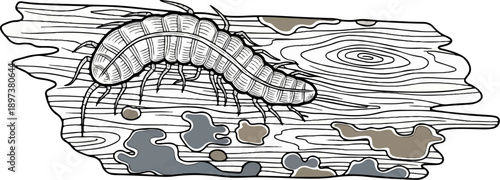 Woodlouse-like insect illustration on a weathered wooden surface with abstract grey and brown patches