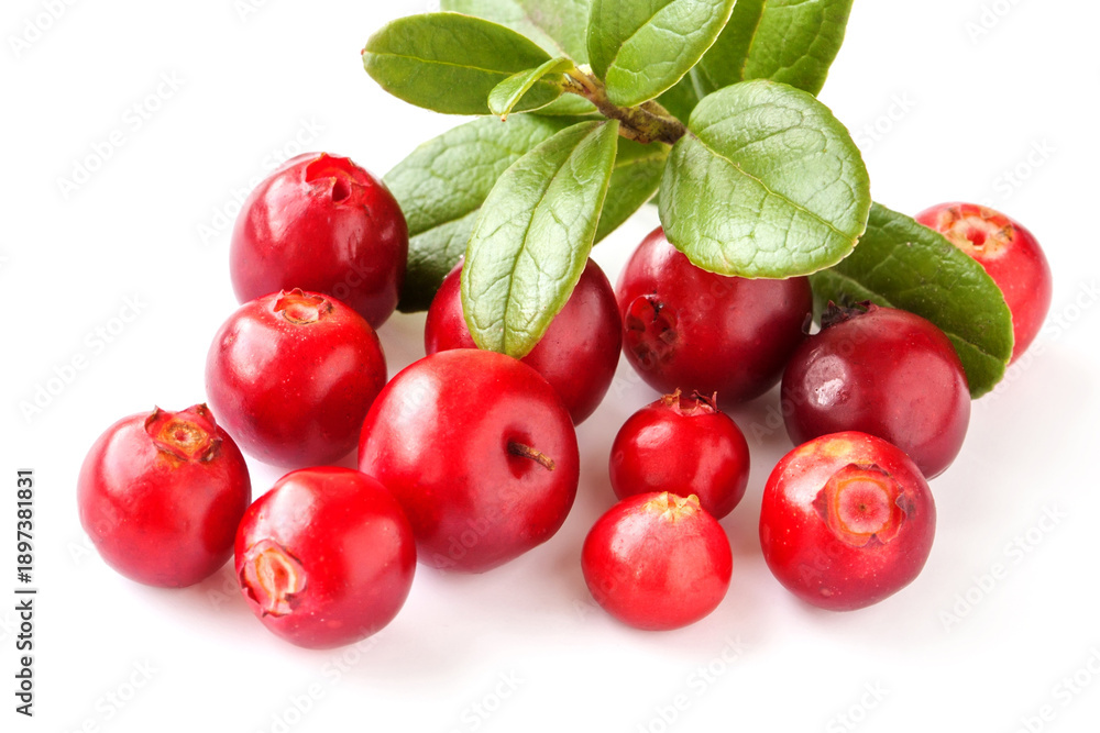 Obraz premium Close-up cowberry on white background. Ripe red forest berries Vaccinium vitis-idaea with green leaves