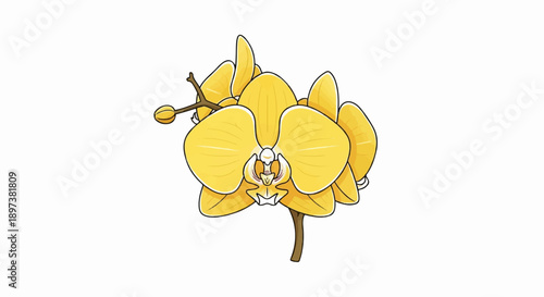 Vibrant yellow orchid flowers and buds on a brown stem, depicted in a digital illustration style on white
