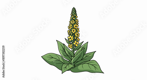 Stylized illustration of a plant with a tall yellow flower stalk and green basal leaves on white