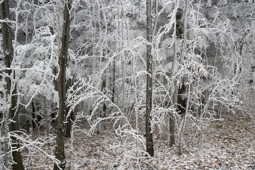 A frosty morning in the Beskids