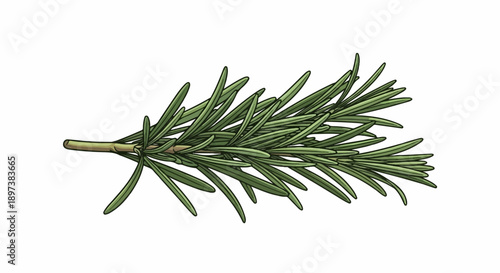 Detailed illustration of a fresh rosemary sprig with slender green leaves on a brown stem