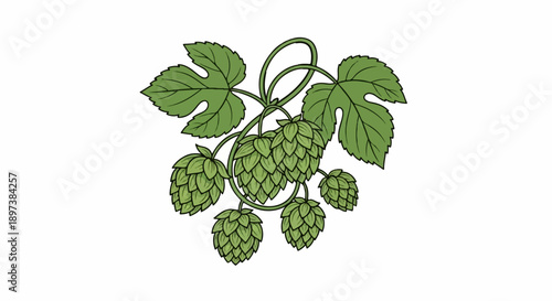 Illustration of green hop cones and leaves on a winding vine, rendered with bold outlines on white