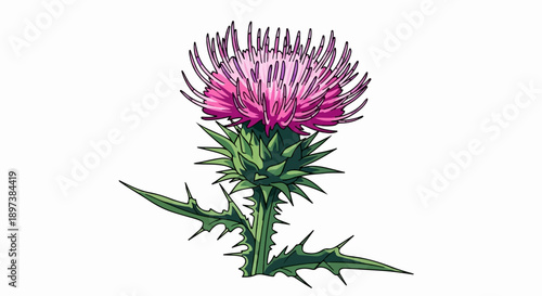 Vibrant pink and purple thistle flower illustration with thorny green leaves and stem on a white background