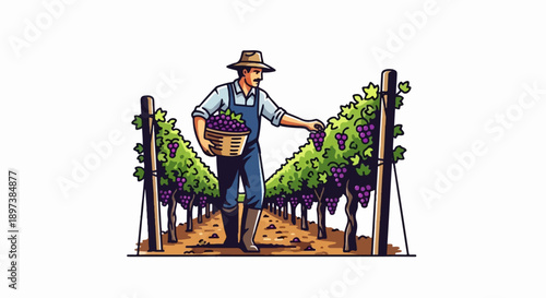 An illustration of a farmer wearing a hat, harvesting purple grapes from vines in a vineyard, holding a basket
