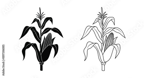 Black and white illustration of two corn stalks with ears