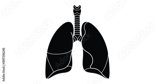 Anatomical illustration of human lungs and trachea in black
