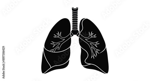 Anatomical illustration of human lungs with visible bronchial tree