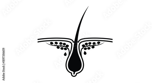 Anatomical illustration of a human hair follicle and root structure