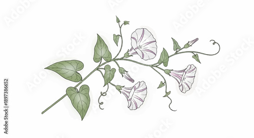 Detailed illustration of morning glory vine with heart-shaped leaves, tendrils, and striped bell-shaped flowers