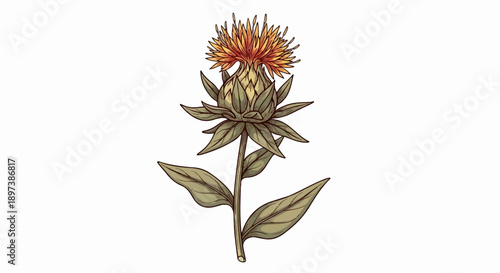 Detailed botanical illustration of a vibrant, spiky orange and yellow flower with green leaves and stem