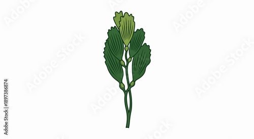 Stylized green plant with broad leaves and small buds on a stem, depicted on a white background