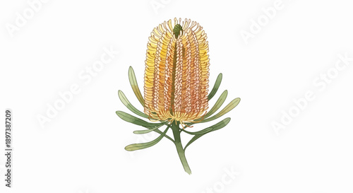 Watercolor illustration of a yellow and orange bottlebrush-like flower with green leaves on white